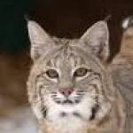 Autumn Bobcat Profile Picture