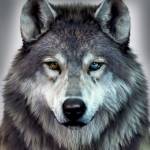 Wolfewatcher45 Profile Picture