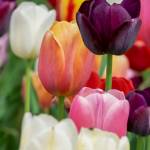 Blossom Tulip profile picture