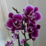Orchideane Profile Picture