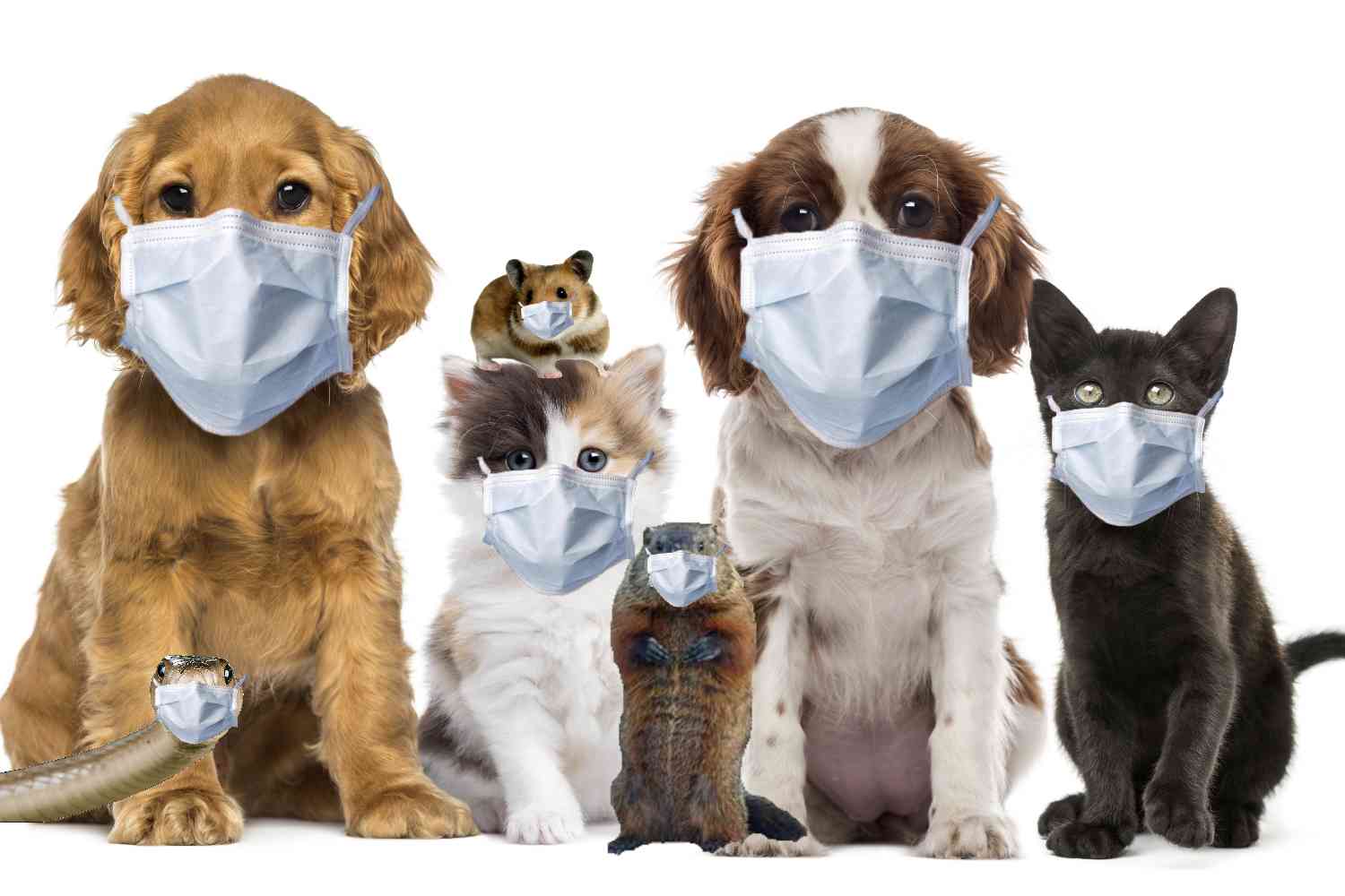 Scientists: We might not be able to return to normal until we vaccinate our pets. | Not the Bee