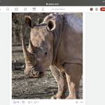 Rhino66 Profile Picture
