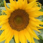 Sunflowerdn Profile Picture