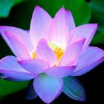 Lotusflower Profile Picture