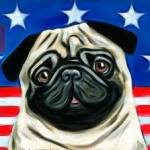 AmericanPugs Profile Picture