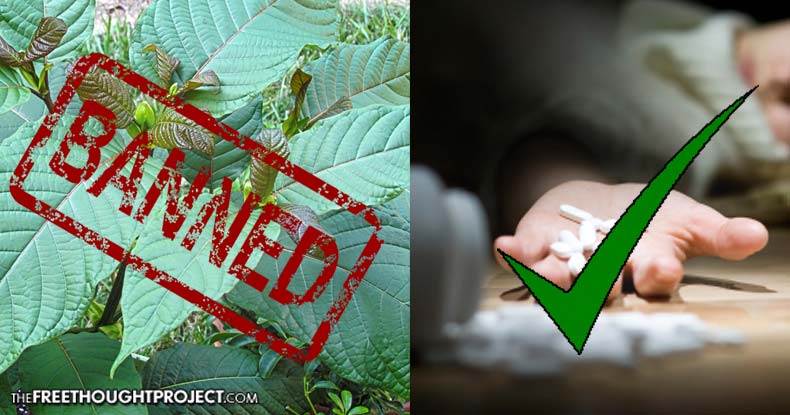 DEA Just Banned a Natural Plant that Can Cure Opioid Addiction -- Proving Loyalty to Big Pharma