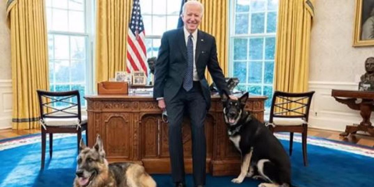 Biden dog bites second victim at White House - TheBlaze