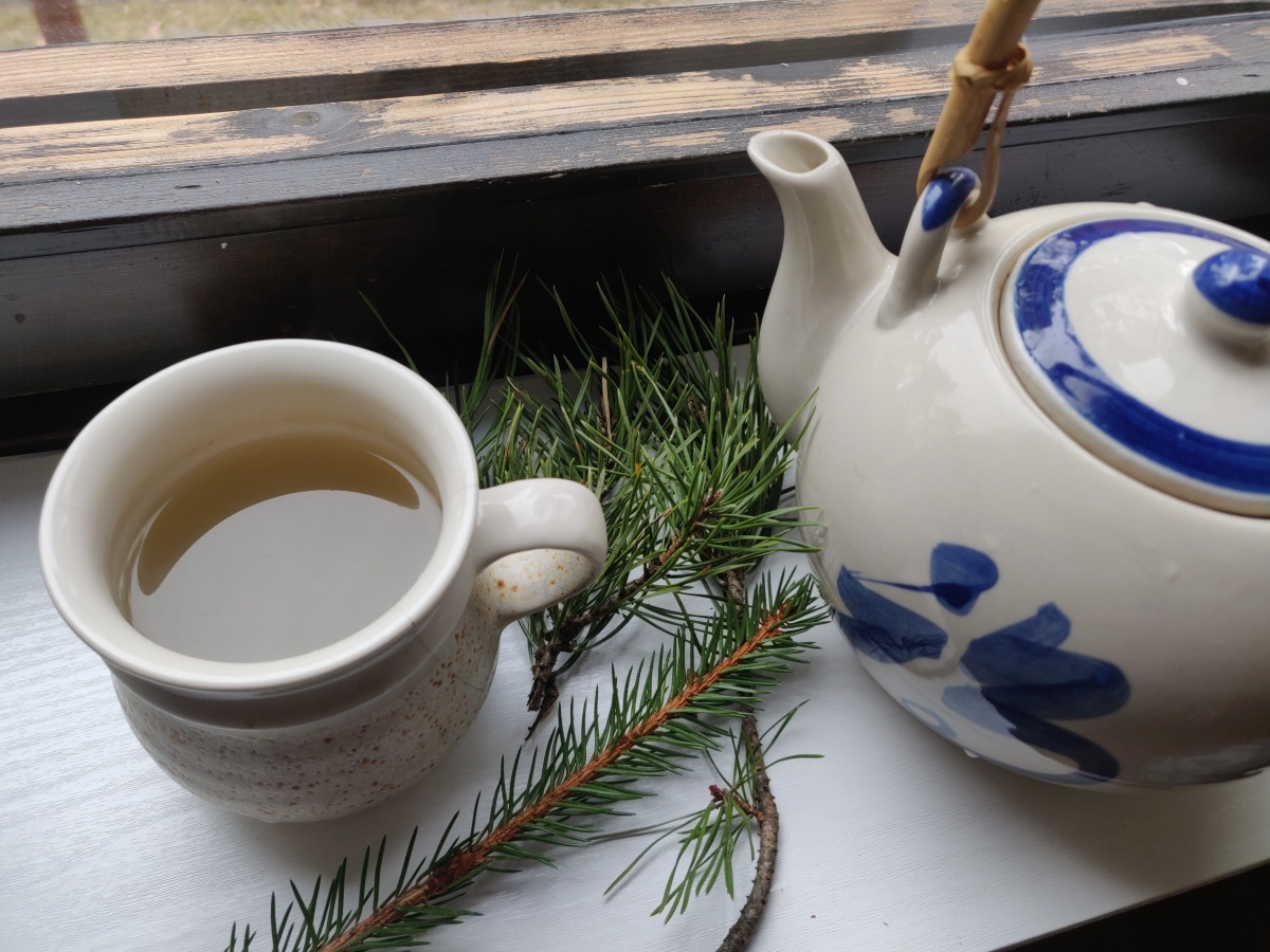PINE TEA: Possible Antidote for Spike Protein Transmission – Ariyana Love