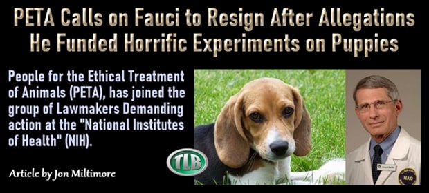 PETA Calls on Fauci to Resign After Allegations He Funded Horrific Experiments on Puppies | The Liberty Beacon