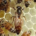 BeeKeeping Profile Picture