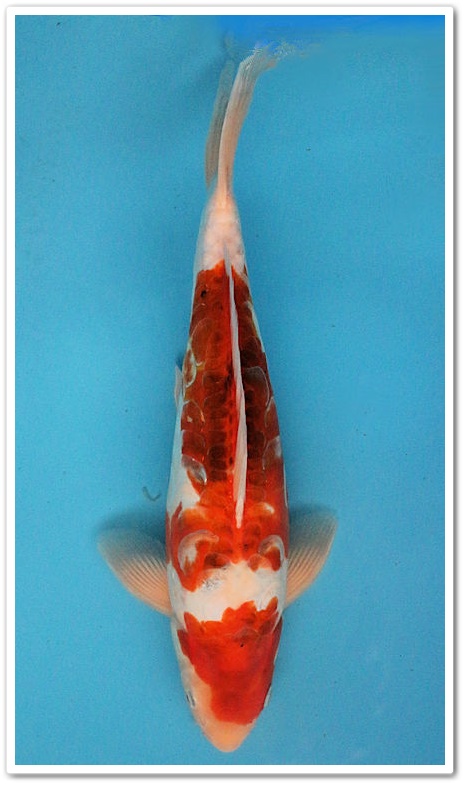 35cm Doits Goromo - Oofuchi [OOF-007] - € 120,00 : Koifutter Shop |SUI JIN| Edewecht - Oldenburg Koi aus Japan | Koifutter | Wasserpflege | OEM |, Koifutter ✓ schnelle Lieferung ✓ kostenloser Versand ab 50€ ✓ Japan Koi - Jetzt im Koi Shop online bestellen!