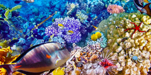 Despite Climate-Doomsaying, Great Barrier Reef's Coral Growth Soars To Record | ZeroHedge