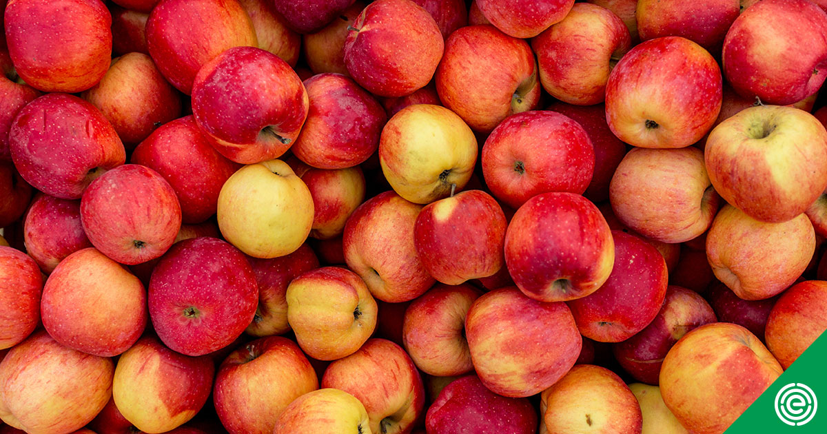 EWG's 2022 Shopper's Guide to Pesticides in Produce | Apples