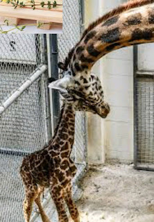 Giraffe unexpectedly gives birth at Virginia Zoo