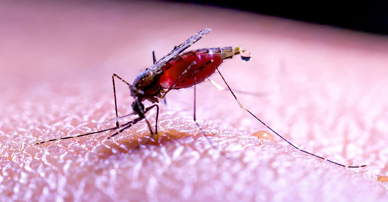 Researchers Use GMO Mosquitoes to Vaccinate Humans in NIH-Funded Malaria Study • Children's Health Defense
