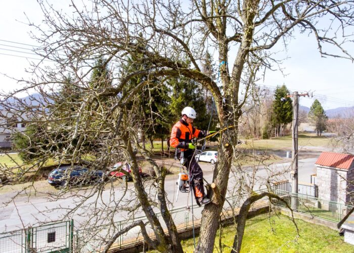 Emergency Tree Surgeons | Emergency Call Outs – KW Tree Care