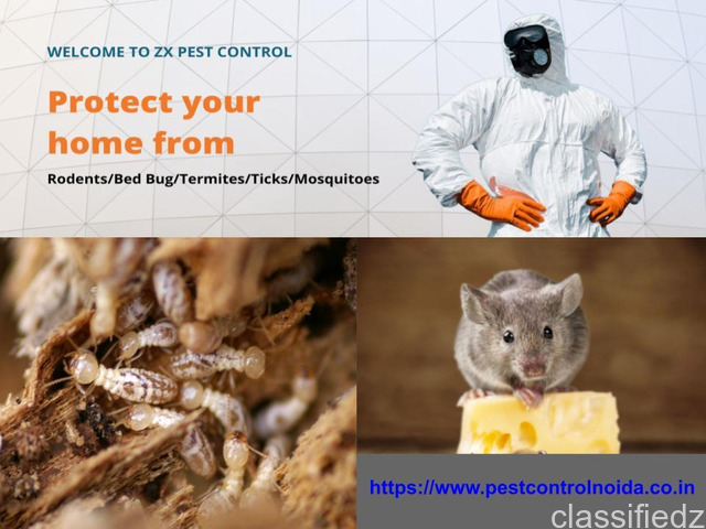 Need Pest Control in Greater Noida, Contact Now Noida | Post Free Online Classified Ads in India Without Registration