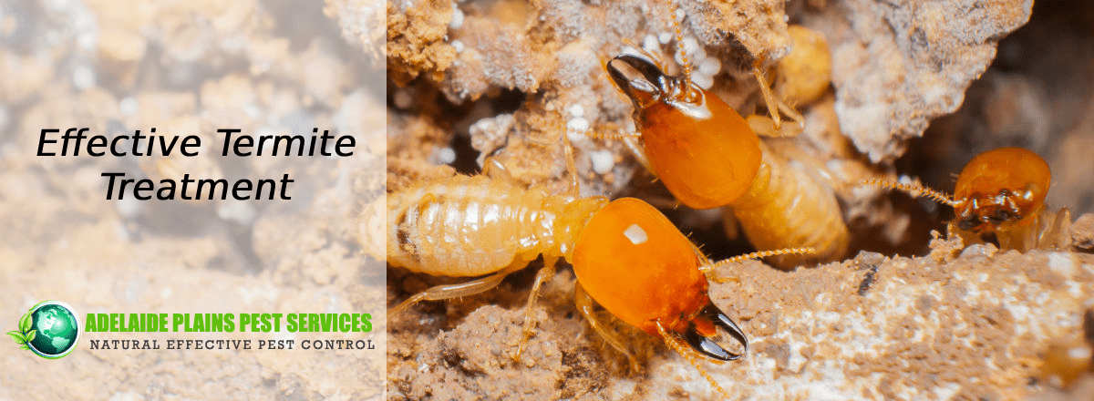 Kinds of Effective Termite Treatment Adelaide