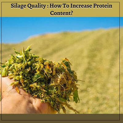 Silage Quality: How To Increase Protein Content? - Business Blog Article By Silage Agro Private Limited