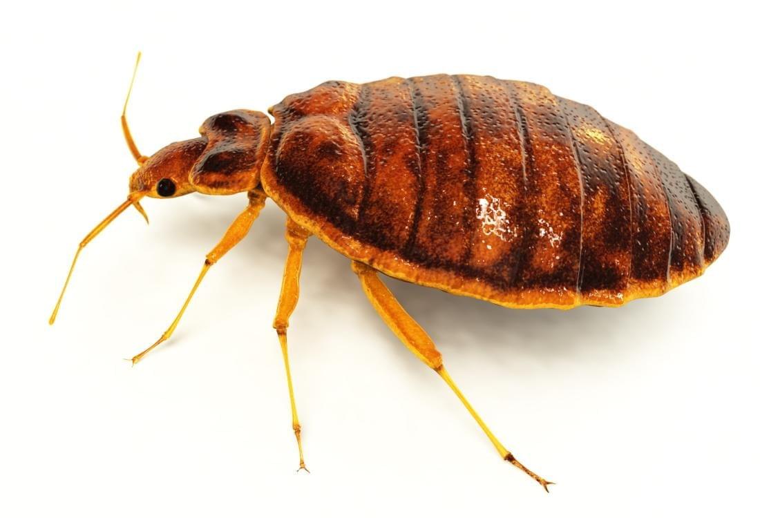 Effective strategies for controlling bed bugs: Tips and...