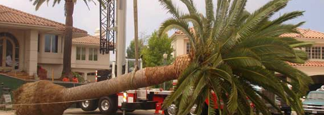 How to Remove a Palm Tree by Professionals?