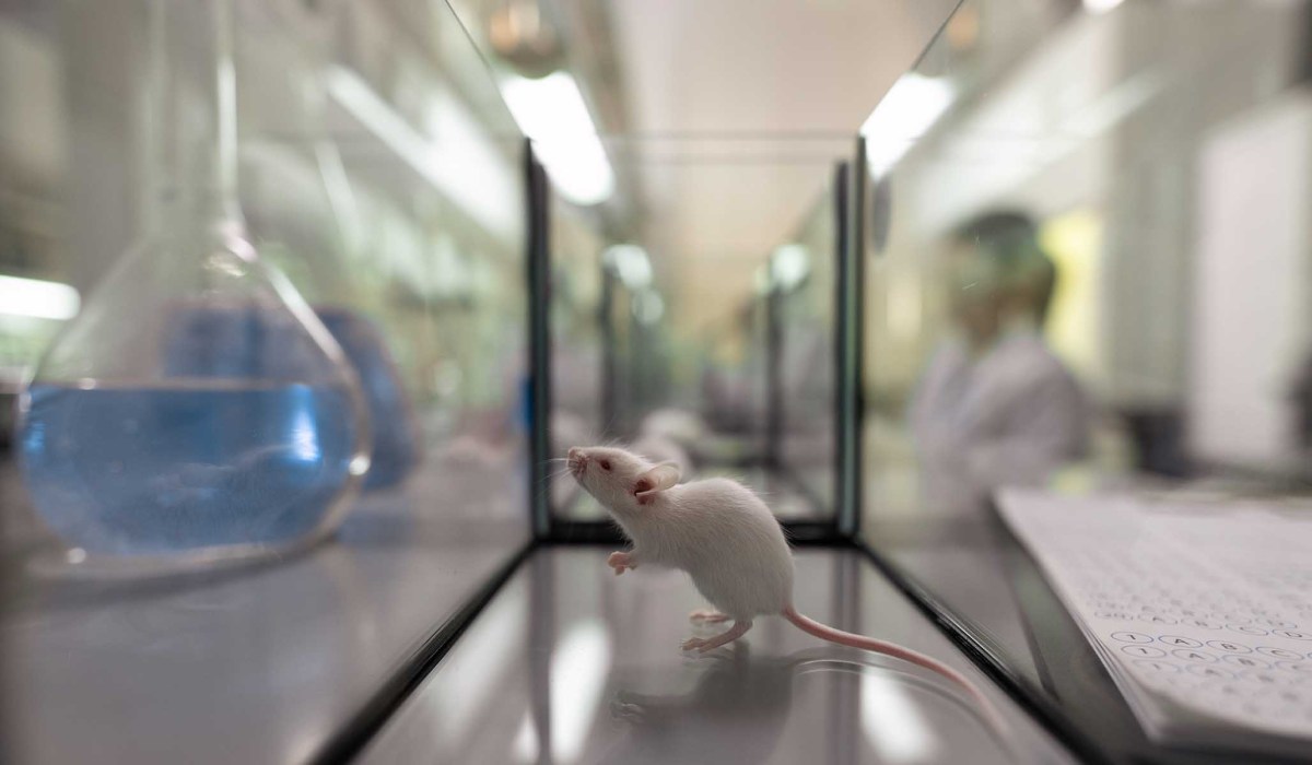 Prestige Biotech: Illegal Lab Run by Chinese Biotech Firm Contained Mice Engineered to Spread Covid | National Review