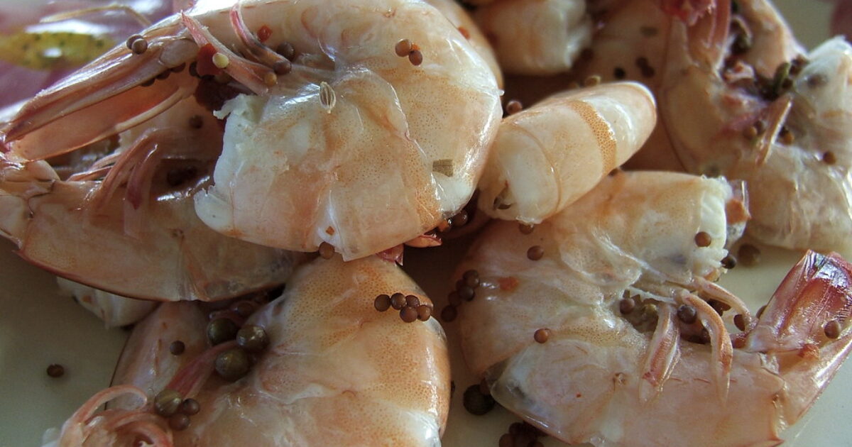 Shrimp the Next Food Source to Receive RNA-Based Vaccines? – enVolve