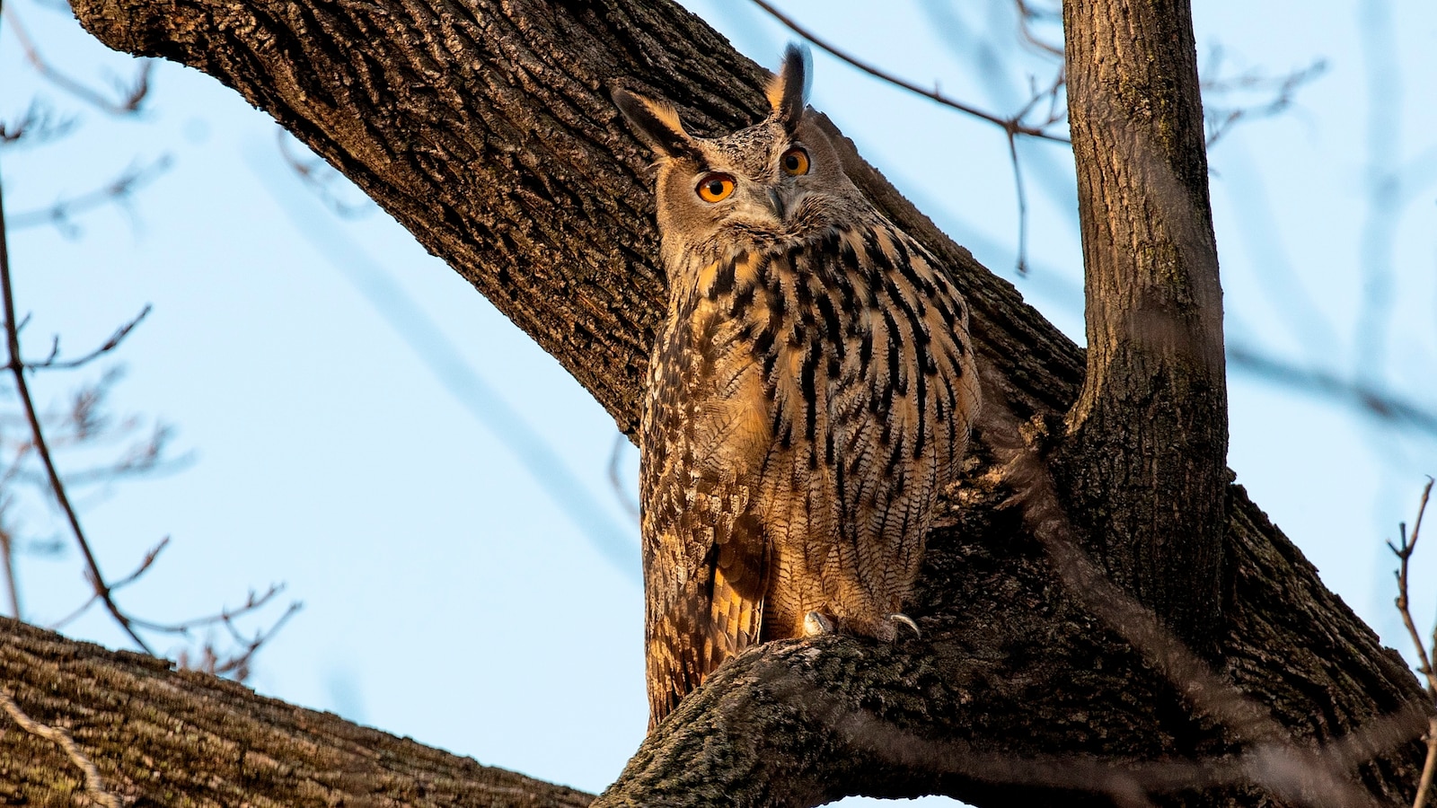 Flaco, the escaped Central Park Zoo owl, dies - ABC News