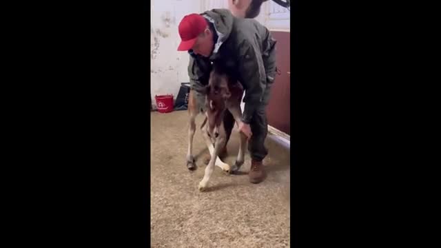 The foal who was given a 1% chance of survival clings to life with love     - Sendvid