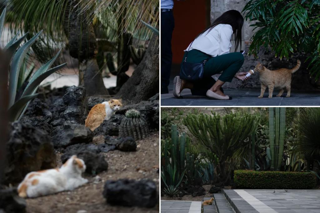 New declaration gives 19 feral cats free reign in Mexico's presidential palace