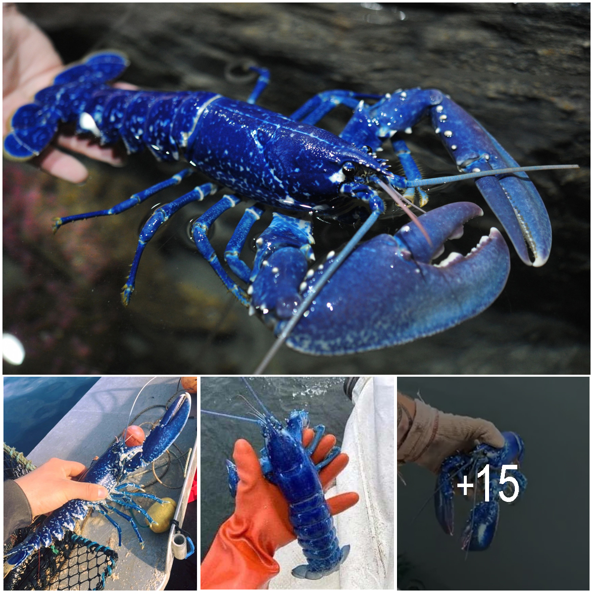 Stunned British Fisherman Catches Ultra-Rare Blue Lobster, Dubbed ‘One in 2 Million,’ and Immediately Releases It – petsloverclb.com