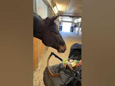 Horse Entertains Baby || ViralHog - YouTube