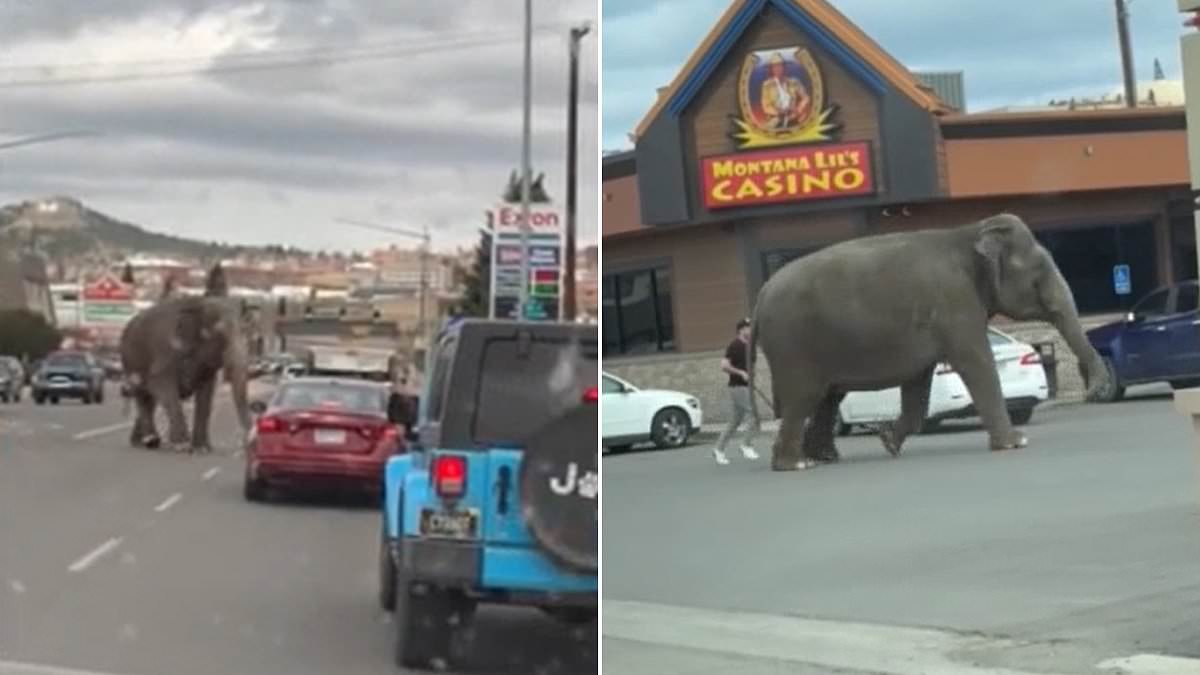 Wild moment elephant marauds through small town in Montana after breaking loose from circus | Daily Mail Online