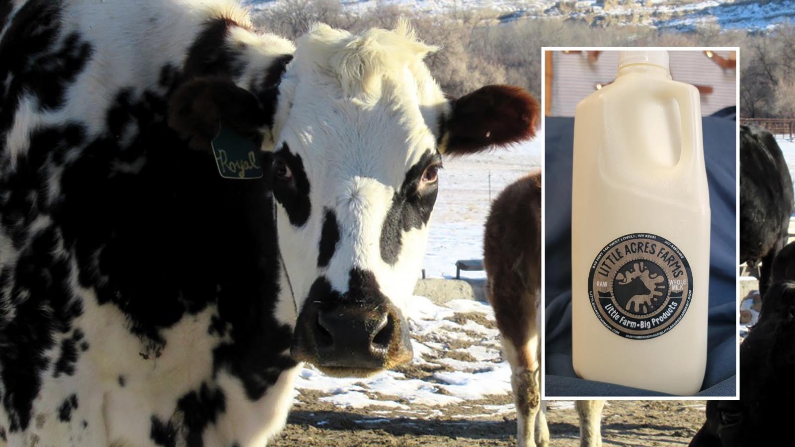 Raw Milk Is Legal In Wyoming, And Trump Might Soon Make It Legal… | Cowboy State Daily