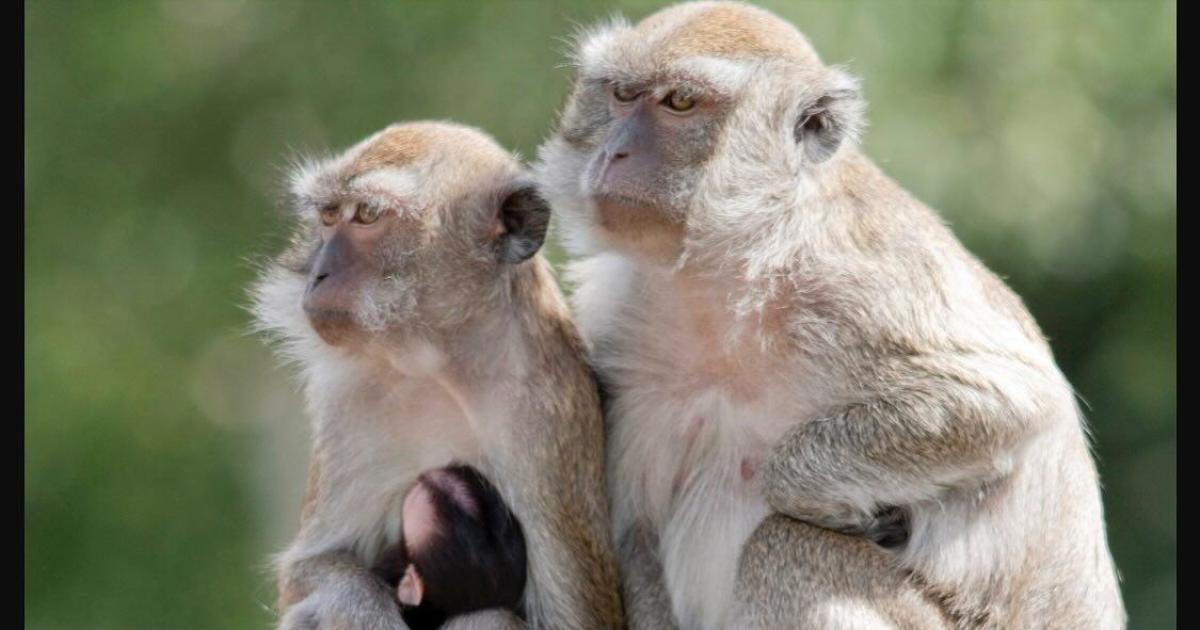 43 monkeys escape South Carolina research facility; police warn residents to secure doors and windows - CBS News