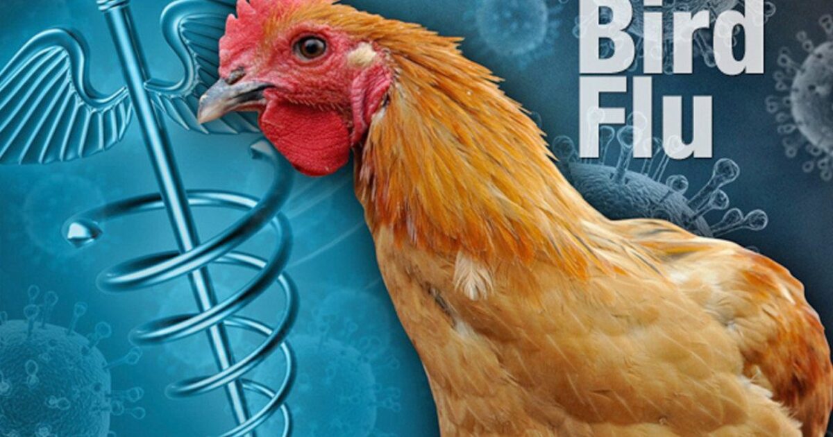 Here We Go: California Gov. Gavin Newsom Declares State of Emergency After First 'Severe' Human Bird Flu Case Hits US | The Gateway Pundit | by Jim Hᴏft